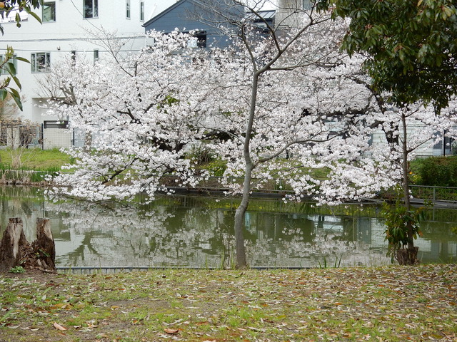 DSCN7477