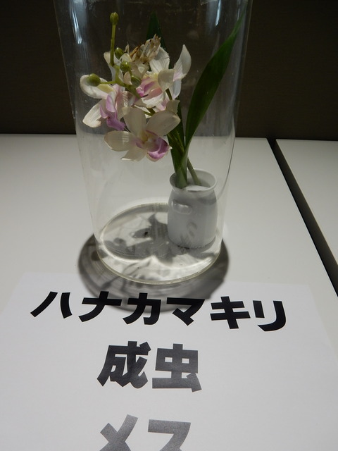 DSCN4935