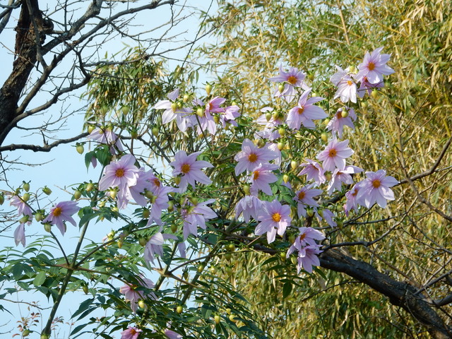 DSCN9746