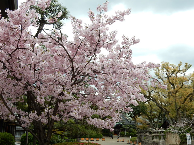 DSCN7445
