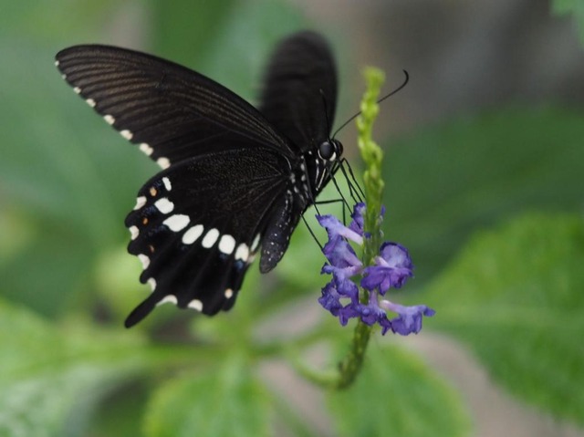 PB302674_a