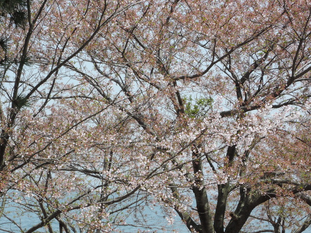 DSCN4480
