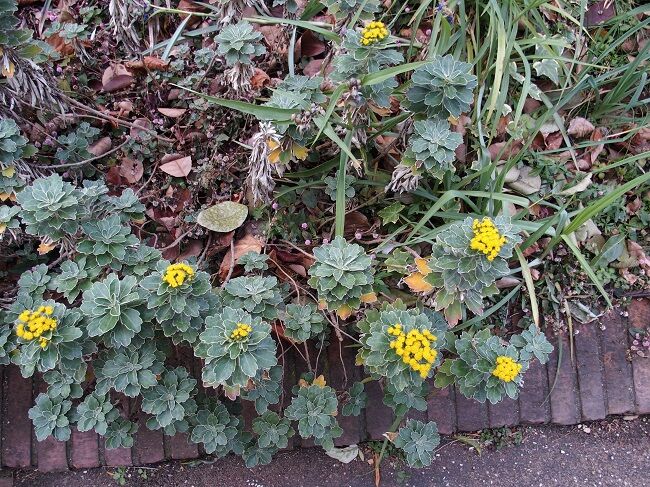 ５５９ 花と植物図鑑2400 イソギク 別名 イワギク 癒しの高次元気功 天界