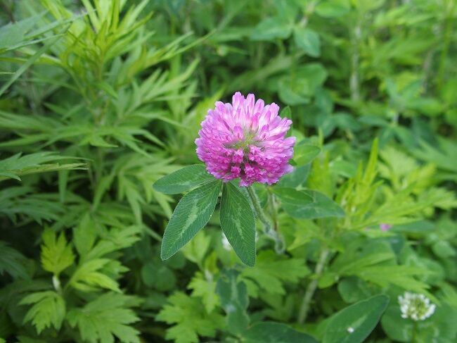 ６３２ 花と植物図鑑2400 アカツメクサ 別名 ムラサキツメクサ レッド クローバー 癒しの高次元気功 天界