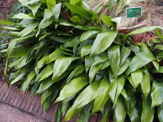 ５８３ 花と植物図鑑２４００ ハラン 別名 葉蘭 癒しの高次元気功 天界