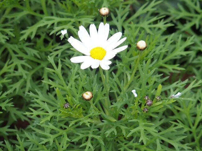 ５８１ 花と植物図鑑2400 マーガレット 白花 別名 モクシュンギク 癒しの高次元気功 天界