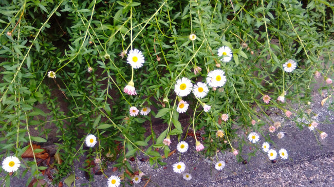 ４７３ 花と植物図鑑2400 エリゲロン カルビンスキアヌス 別名 ゲンペイコギク 癒しの高次元気功 天界