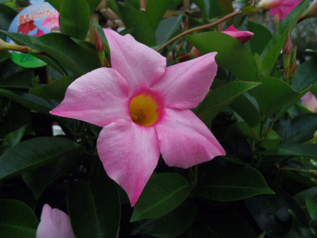 ４８２ 花と植物図鑑2400 マンデビラ 花色色々 別名 ディプラデニア 癒しの高次元気功 天界