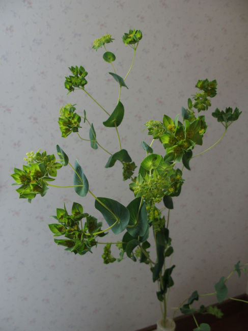 １４ 花と植物図鑑2400 ブプレリウム 別名 ブプレラム 癒しの高次元気功 天界