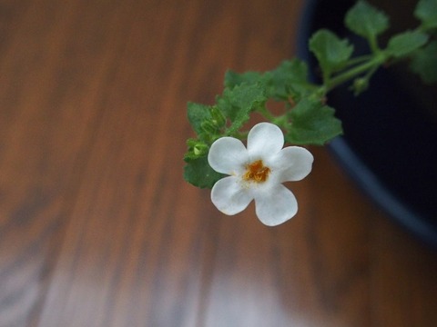 610 花と植物図鑑2400 バコパ スノーホワイト 別名 ステラ 癒しの高次元気功 天界 610 花と植物図鑑2400 バコパ スノーホワイト 別名 ステラ 癒しの高次元気功 天界
