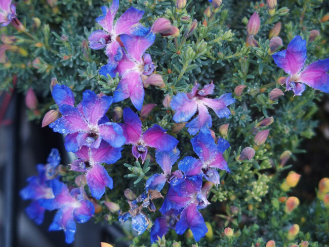 癒しの高次元気功(天界)199.花と植物図鑑2400:ハツコイソウ (別名:レケナウルティア、レシュンルチア)コメント