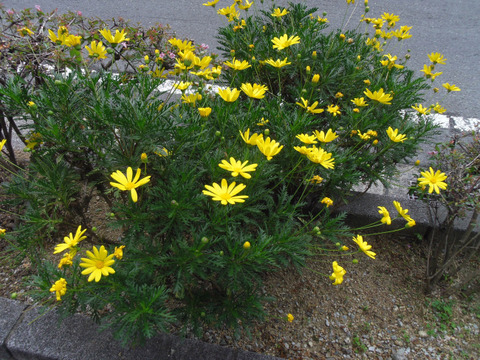 ４３７ 花と植物図鑑2400 ユリオプスデージー 別名 ユリオプシスデージー 癒しの高次元気功 天界