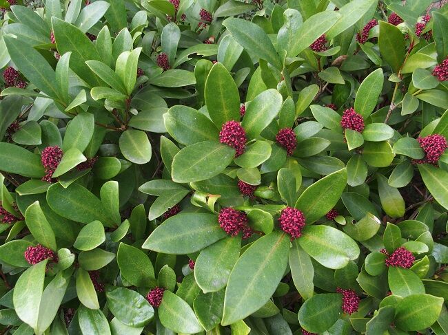 ５６２ 花と植物図鑑2400 スキミア レーッドワーフ 別名 ミヤマシキミ 癒しの高次元気功 天界