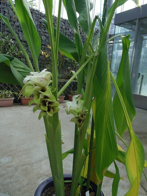 ４０９ 花と植物図鑑2400 ウコン 別名 クルクマ ターメリック 秋ウコン 癒しの高次元気功 天界