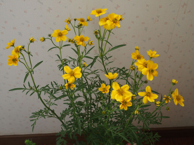 ４７４ 花と植物図鑑2400 ウインターコスモス 別名 ビデンス 癒しの高次元気功 天界