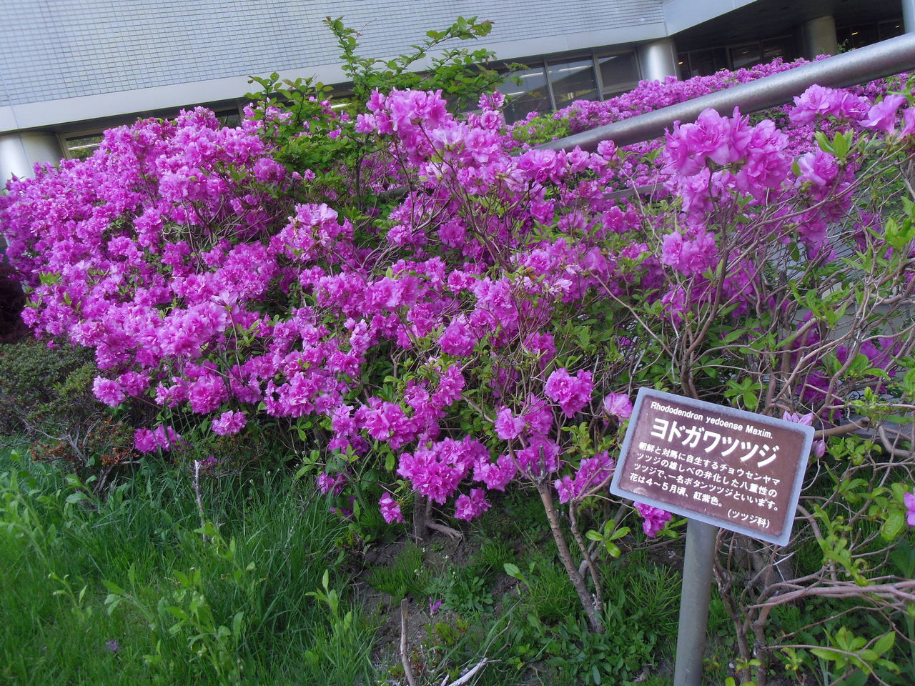 ７９ 花と植物図鑑2400 ヨドガワツツジ 別名 ボタンツツジ 癒しの高次元気功 天界
