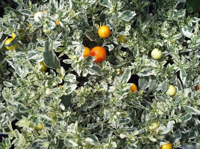 ７３３ 花と植物図鑑2400 スノーサンゴ 別名 クリスマスチェリー フユサンゴ 癒しの高次元気功 天界