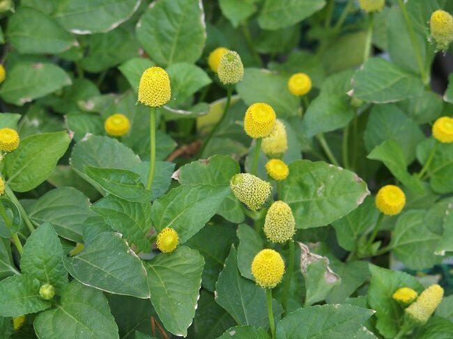 ７２４ 花と植物図鑑2400 スピランサス 別名 キバナオランダセンニチ 癒しの高次元気功 天界