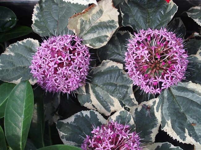 ３５４ 花と植物図鑑2400 クレロデンドルム 別名 ボタンクサギ 癒しの高次元気功 天界