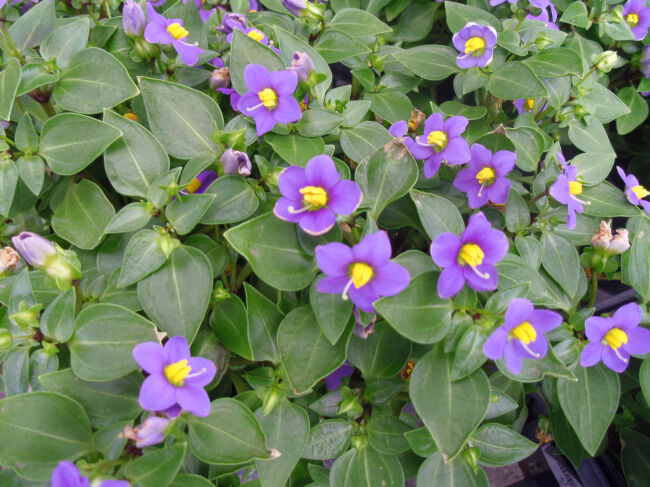 424 花と植物図鑑2400 エキザカム 別名 メキシカンバイオレット ベニヒメリンドウ 癒しの高次元気功 天界 424 花と植物図鑑2400 エキザカム 別名 メキシカンバイオレット ベニヒメリンドウ 癒しの高次元気功 天界