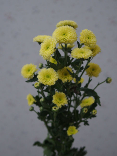 ７０ 花と植物図鑑2400 カリメロキク 別名 キク ポットマム スプレーギク 癒しの高次元気功 天界