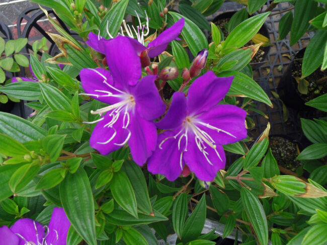459 花と植物図鑑2400 ノボタン コート ダジュール 別名 シコノボタン 癒しの高次元気功 天界 459 花と植物図鑑2400 ノボタン コート ダジュール 別名 シコノボタン 癒しの高次元気功 天界