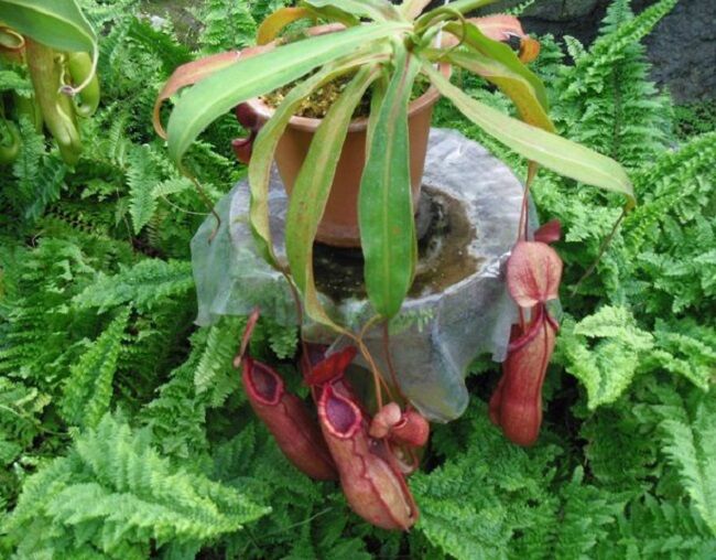 ７２１ 花と植物図鑑2400 ネペンテス 別名 ウツボカズラ 癒しの高次元気功 天界