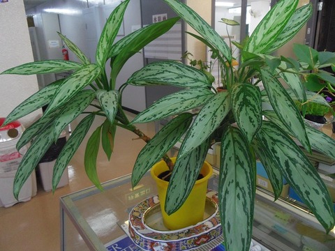 ７１５ 花と植物図鑑2 400 アグラオネマ 別名 リョクチク 癒しの高次元気功 天界