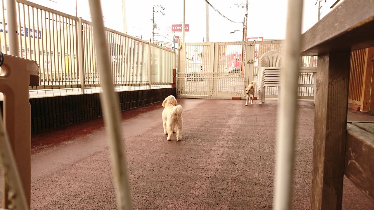 18 10 4 押熊教室 マルエス わんわん保育園日記 18 10 4 押熊教室 マルエス わんわん保育園日記