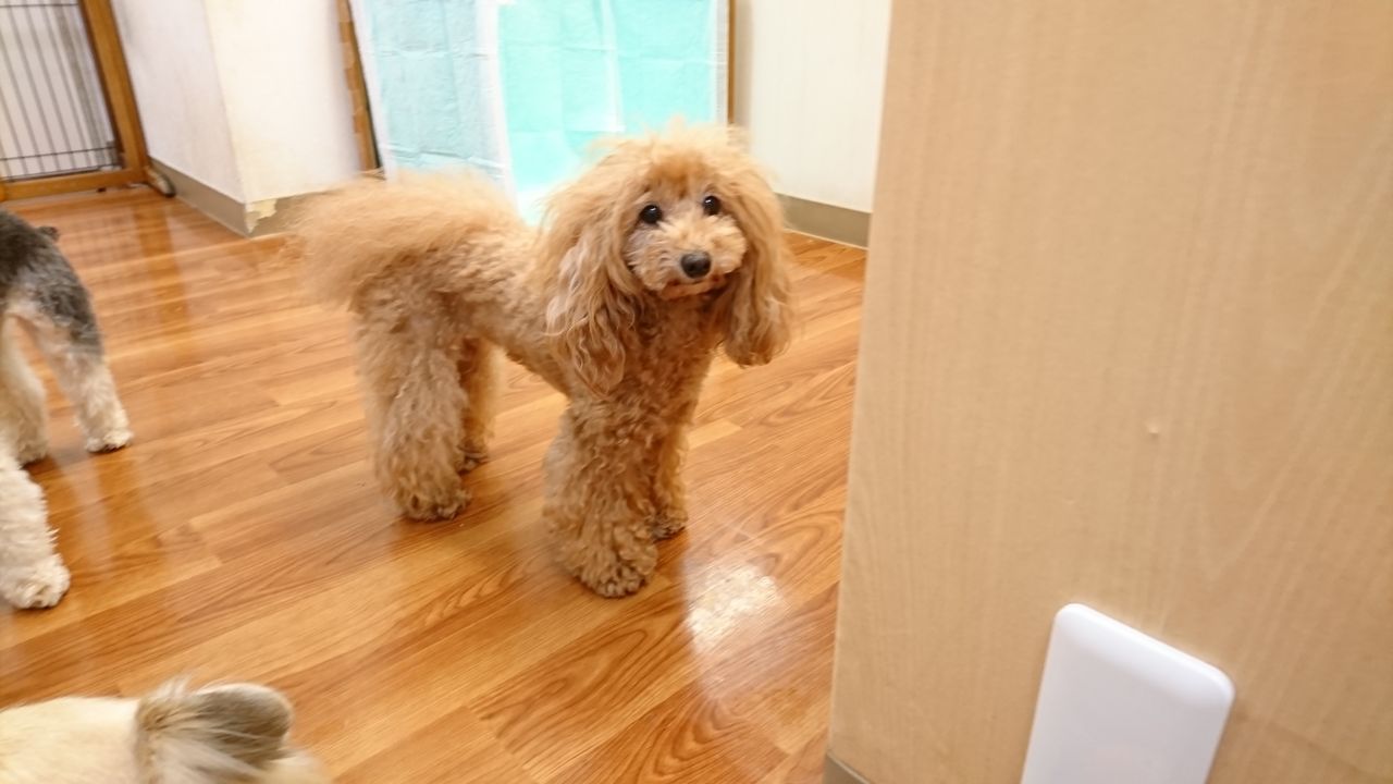 18 10 4 押熊教室 マルエス わんわん保育園日記 18 10 4 押熊教室 マルエス わんわん保育園日記