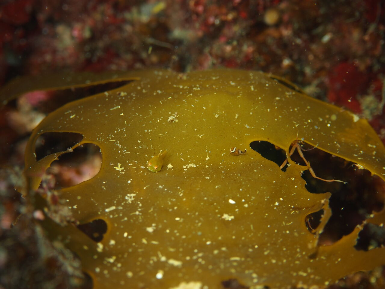 3月28日 ダンゴパラダイス 南越前ダイビングパーク ブログ