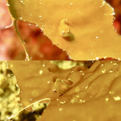 S__36724747