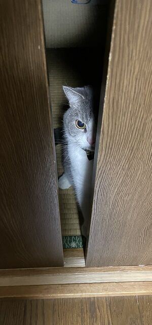 みるくさん 遊んでほしい時のポーズ 見タイ 食べタイ 遊びタイ