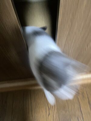 みるくさん 遊んでほしい時のポーズ 見タイ 食べタイ 遊びタイ