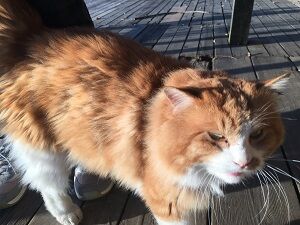 ヒルトップファームの毛むくじゃらのにゃんこが可愛い 見タイ 食べ