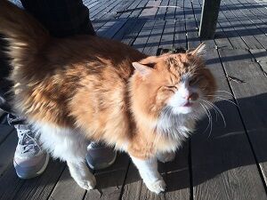 ヒルトップファームの毛むくじゃらのにゃんこが可愛い 見タイ 食べ