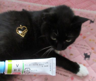 130 スズメバチは突然に 病院へ 毎日おーちゃんビュー ひとりと猫らの伊豆暮らし 130 スズメバチは突然に 病院へ 毎日おーちゃんビュー ひとりと猫らの伊豆暮らし