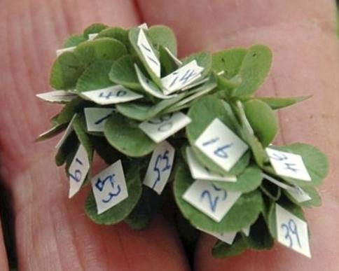 56���դΥ������С�  ���ͥ�ǧ�� ��56�硪��