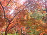 京都の紅葉情報2008年 紅葉時期