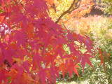 【紅葉】京都 紅葉狩り