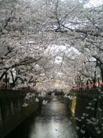 2009年4月【桜】目黒川沿いの桜まつり