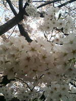 2009年4月【桜】目黒川沿いの桜まつり