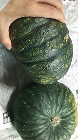 9a40d384.jpg