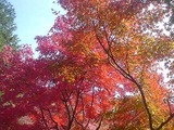 京都の紅葉情報2008年 紅葉時期