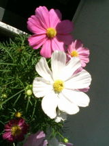 b9aae846.JPG