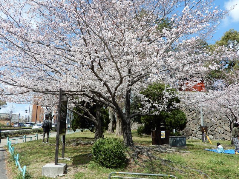小倉城さくら祭り 美智子のつれづれ草