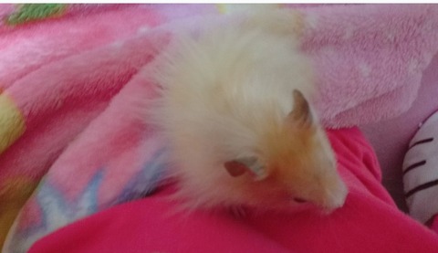 17-12-14-05-17-51-113_deco