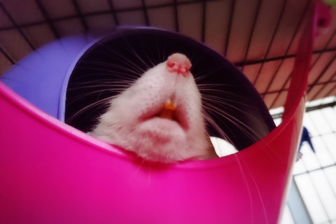 abbie