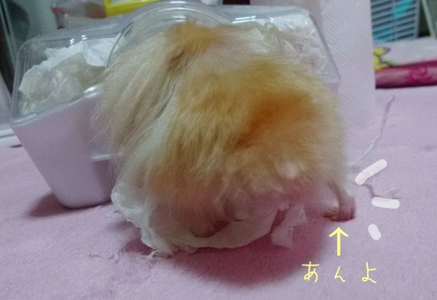 17-12-12-00-16-39-198_deco