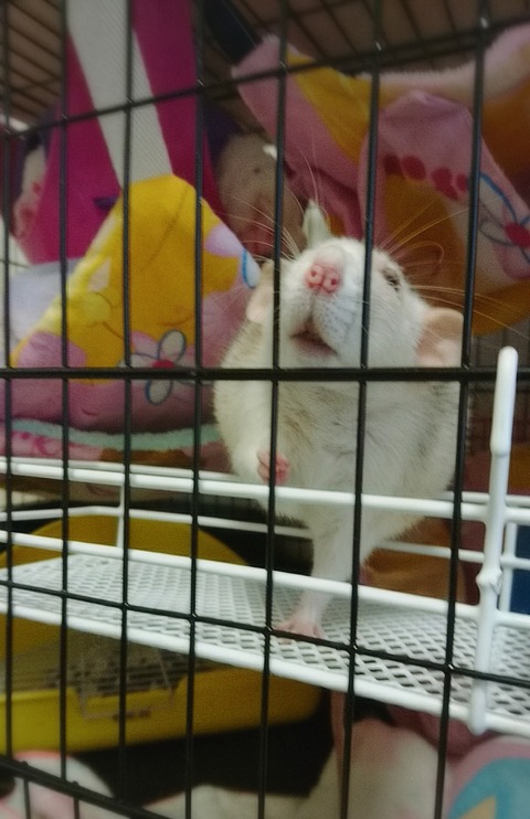 18-01-17-23-44-46-742_deco